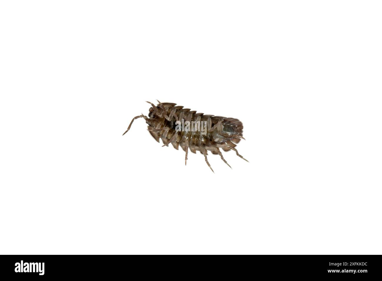 Holzlaus (Armadillidium vulgare), schaufend, Staudernheim, Deutschland. Projekt Meetyourneighbours.net. Stockfoto