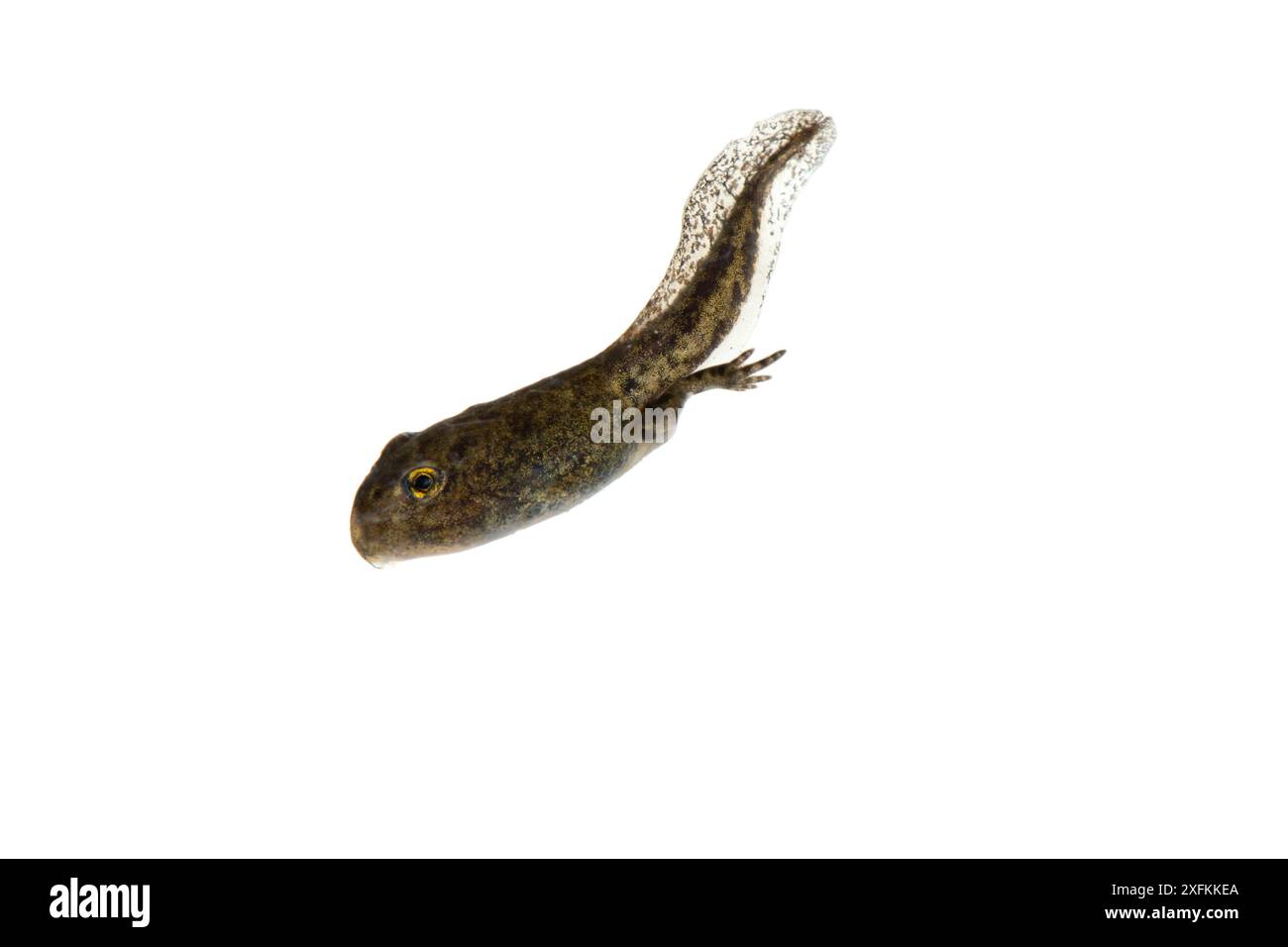 Hebammenkröte (Alytes obstetricans) Kaulquappe mit sich entwickelnden Hinterbeinen, Kirchheimbolanden, Deutschland. Projekt Meetyourneighbours.net. Stockfoto