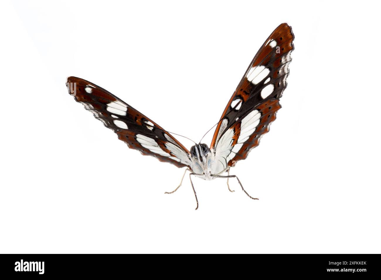 Südlicher weißer Admiral-Schmetterling (Limenitis reducta), Mannheim, Deutschland. Projekt Meetyourneighbours.net. Stockfoto