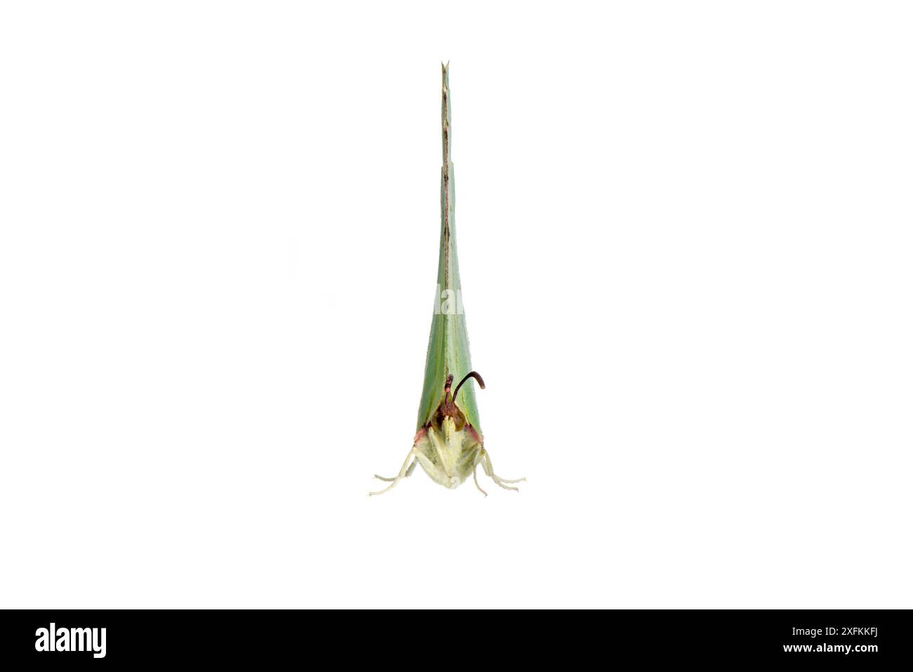 Schwefel-Schmetterling (Gonepteryx rhamni) Kopf an, Flügel geschlossen, Lorsch, Hessen, Deutschland. Projekt Meetyourneighbours.net. Stockfoto