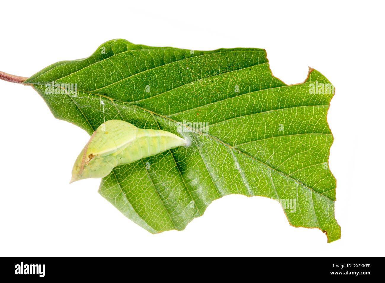 Schwefel-Schmetterling (Gonepteryx rhamni) Puppe auf Blatt, Lorsch, Hessen, Deutschland. Projekt Meetyourneighbours.net. Stockfoto