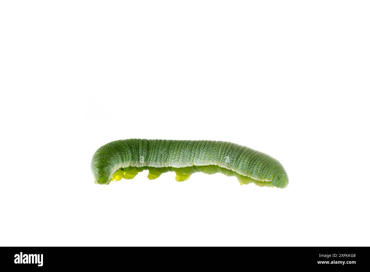 Schwefel-Schmetterling (Gonepteryx rhamni) caterpillar, Lorsch, Hessen, Deutschland. Projekt Meetyourneighbours.net. Stockfoto