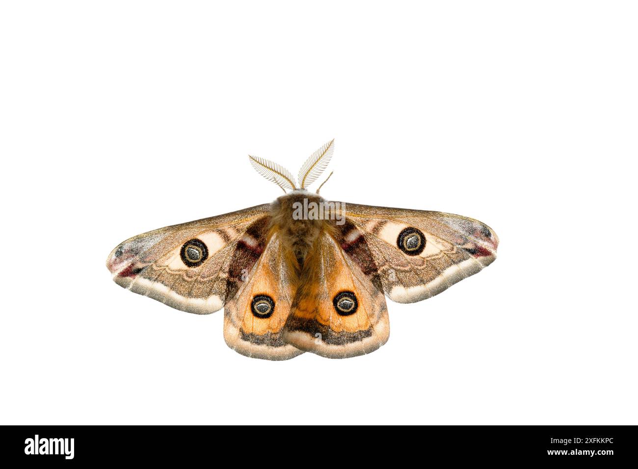 Kaisermotte (Saturnia pavonia) männlich, Mannheim, Deutschland. Projekt Meetyourneighbours.net. Stockfoto