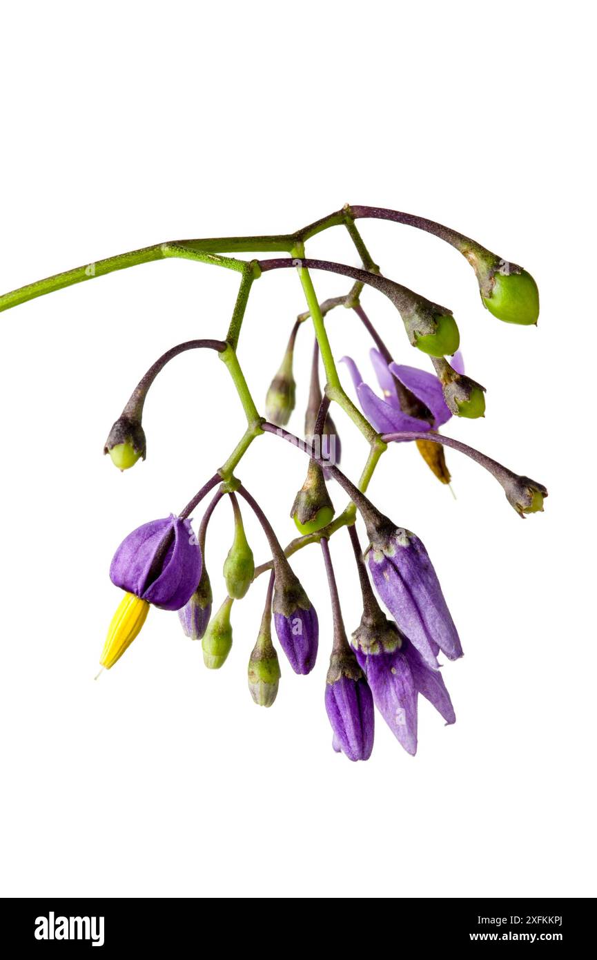 Bittersüß / holzhaltiger Nachtschatten (Solanum dulcamara), Buchelberg, Deutschland. Projekt Meetyourneighbours.net. Stockfoto