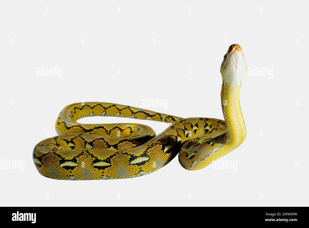 Zwergpython (Malayopython reticulatus saputrai) auf weißem Hintergrund, Insel Selayar, Indonesien. Unverlierbar Stockfoto
