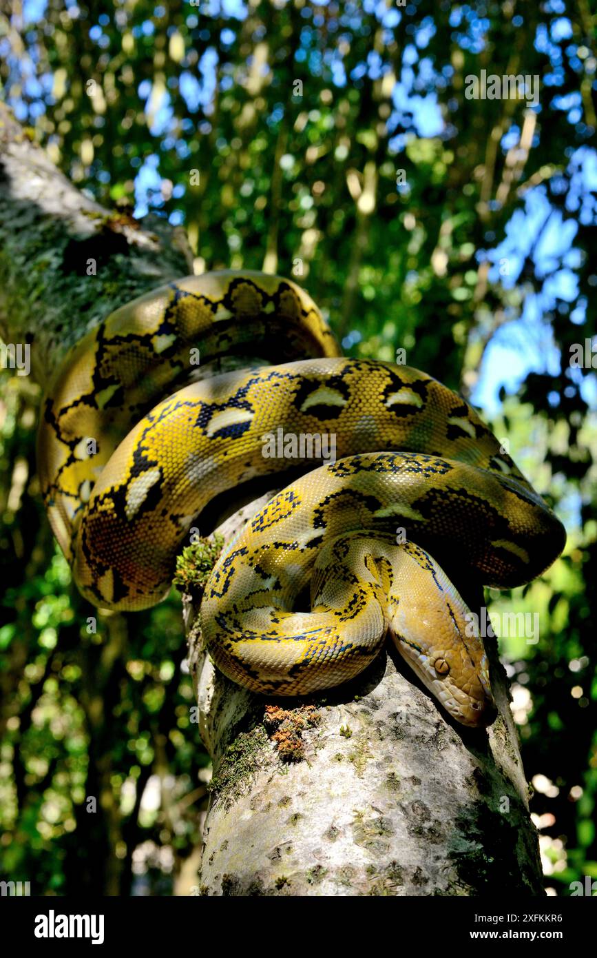 Zwergpython (Malayopython reticulatus saputrai), Insel Selayar, Indonesien. Unverlierbar. Stockfoto
