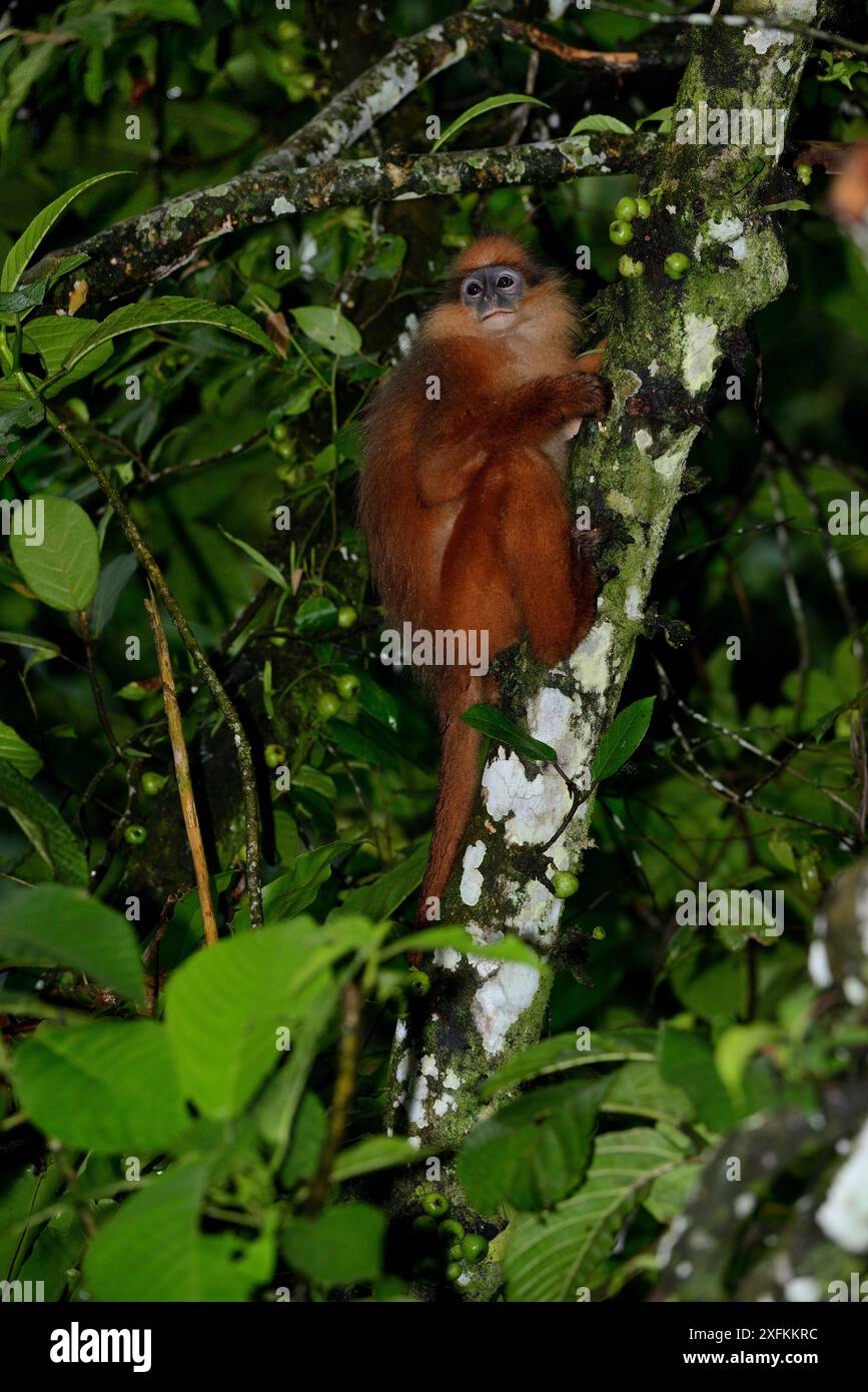 Sumatra surili / Gehrungsblattaffen (Presbytis melalophos) Sumatra. Endemische Arten Stockfoto