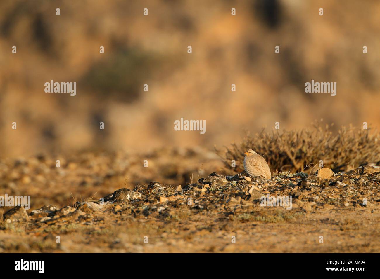 Sandhuhn (Ammoperdix heyi) Weibchen in einem Wüstenwadi in Jabal Al Qamar, Dhofar, Oman, November Stockfoto