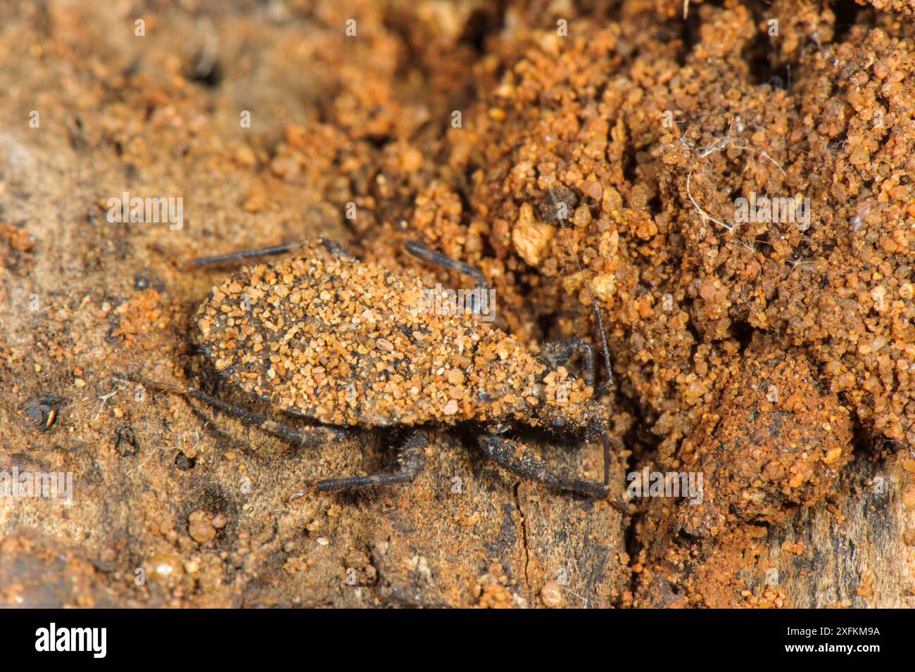 Assassin Bug (Reduviidae sp) junge Nymphe mit Tarnung mit Lebensraum, Südafrika Stockfoto