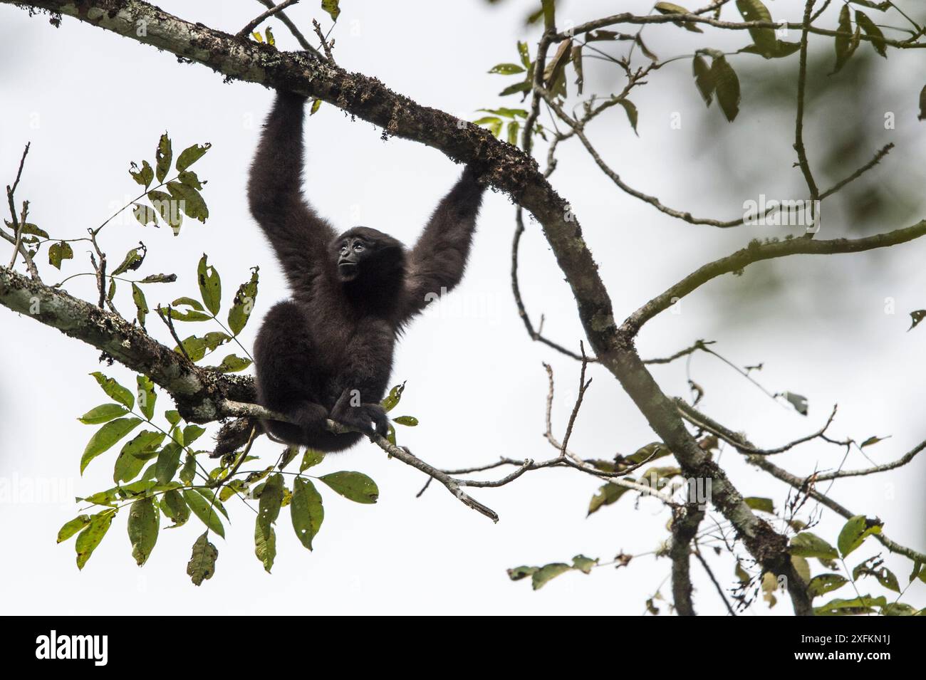 Skywalker Hoolock Gibbon, (Hoolock Tianxing) männlich, Xiangbai Mountains, Yunnan, China. Stockfoto