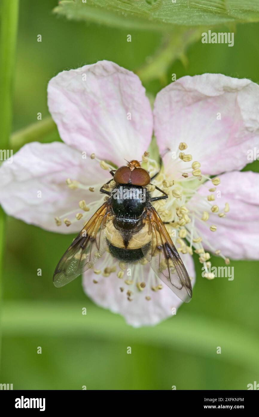 Große rattenschwadenfliege (Volucella pellucens), männlich, die Brombeerblüte fressen, Brockley Cemetery, Lewisham, London, UK Juni Stockfoto