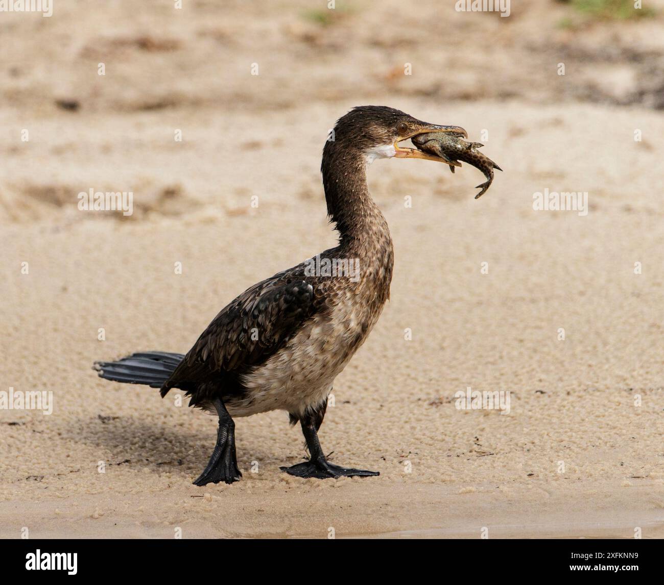 Schilfkormoran (Phalacrocorax africanus) Jungtier mit Fischbeute, Chobe Nationalpark Botswana November 2016 Stockfoto