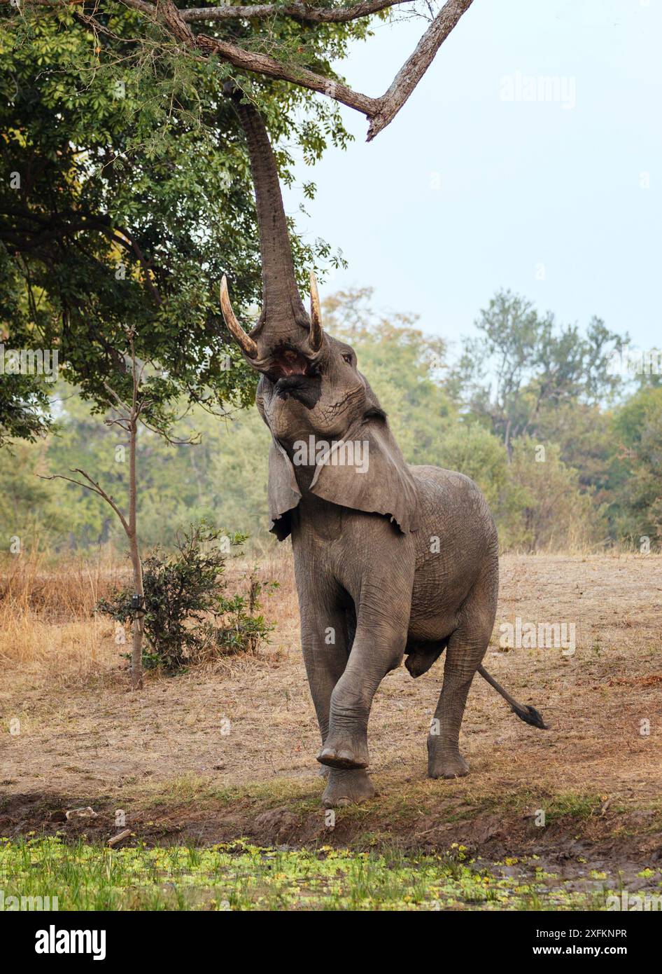 Afrikanischer Elefant (Loxodonta africana), der vom Hochzweig ernährt wird, South Luangwa NP. Sambia. Stockfoto