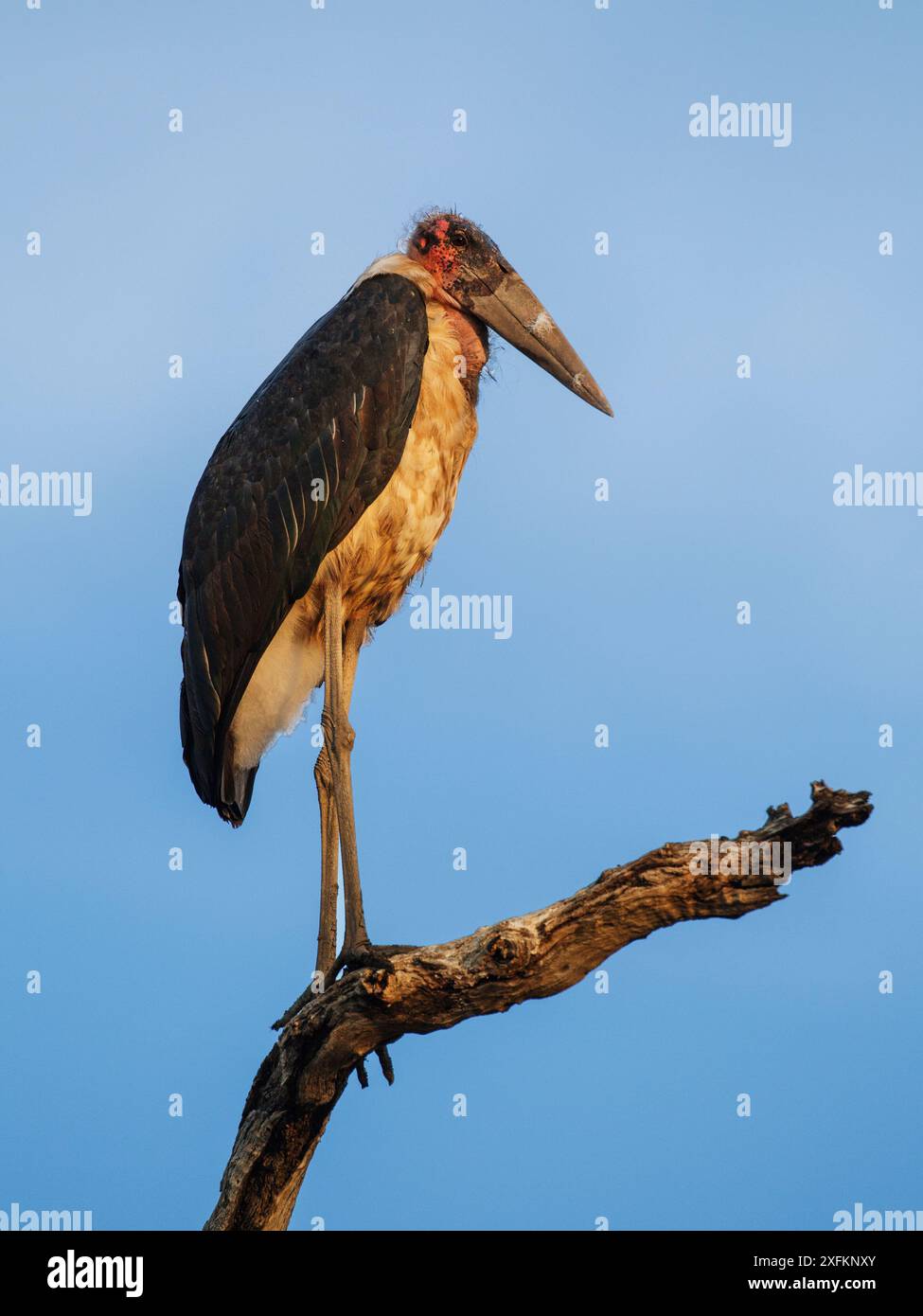 Marabou Stork (Leptoptilos crumeniferus) South Luangwa NP. Sambia. Stockfoto