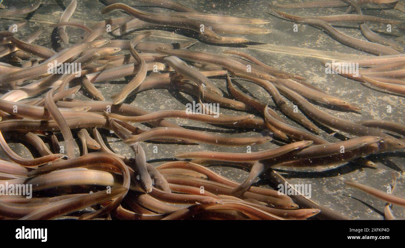 Europäische Aal (Anguilla anguilla) Elver schwimmen in einem großen Auffangbecken bei UK Glass Aels, bevor sie im Oktober 2016 wieder in einen See in Wales, Gloucester, Großbritannien, gebracht werden Stockfoto