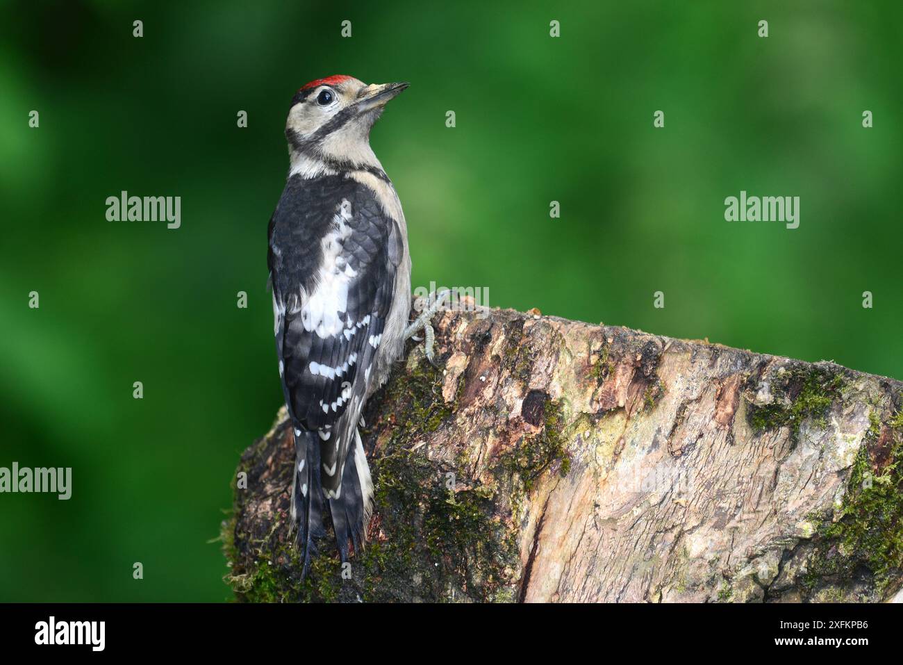 Toller Fleckenspecht (Dendrocopos Major) auf Baumstumpf. Dorset, Großbritannien, Juni. Stockfoto