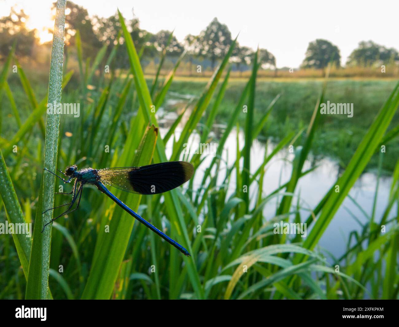 Banded demoiselle (Calopteryx splendens) männlich ruhend in der Nähe des Kanals, Niederlande, Juli. Stockfoto