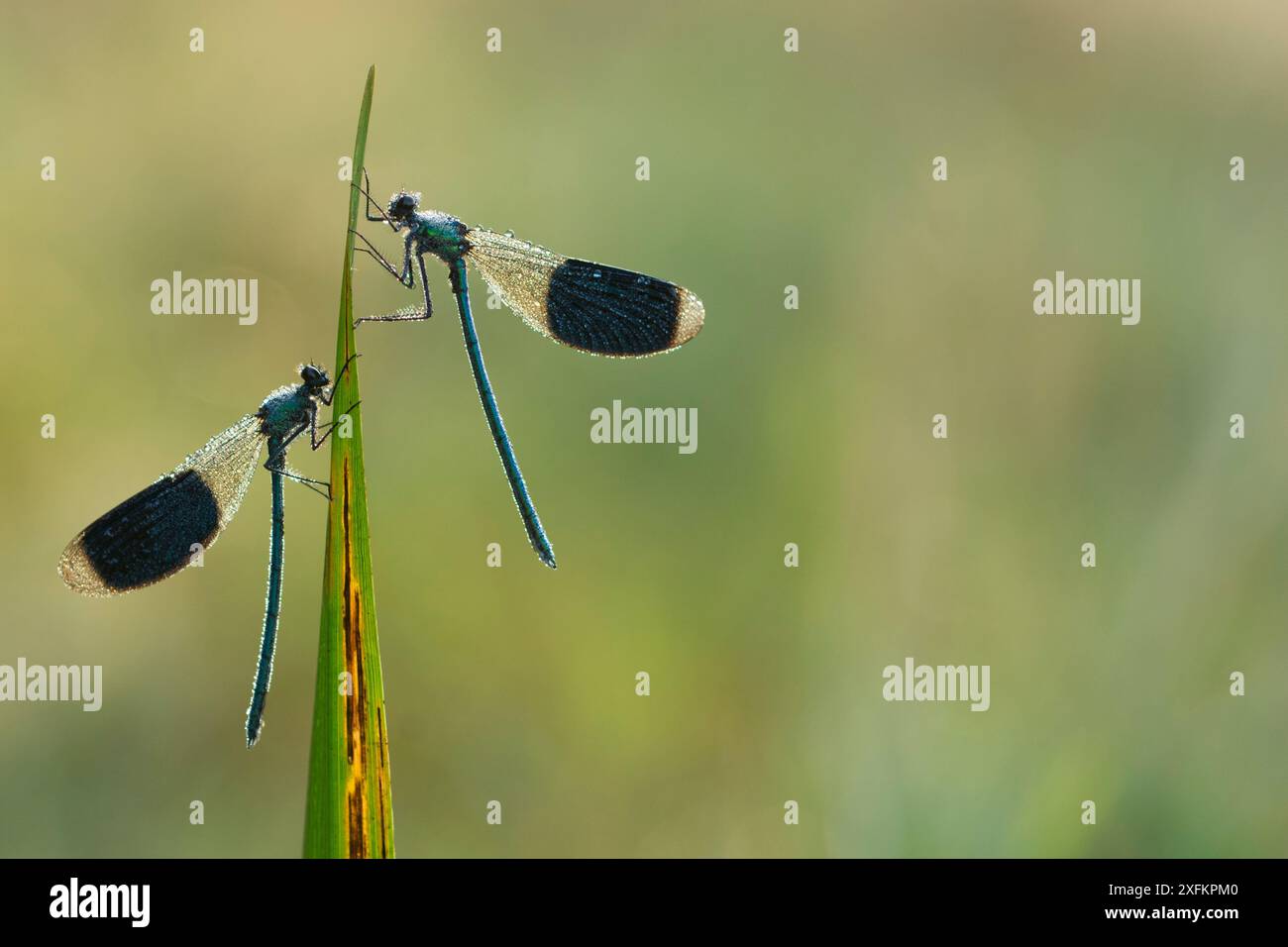 Banded demoiselle (Calopteryx splendens) Männchen. Niederlande, Juli. Stockfoto