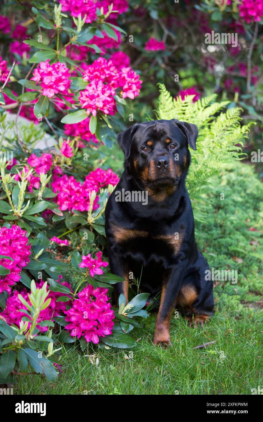 Ein rottweiler Hund sitzt in einem Garten mit rosa Blumen im Hintergrund  Stockfotografie - Alamy