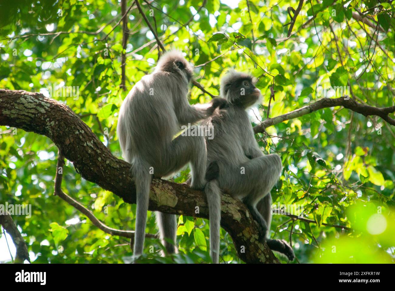 Zwei Phayre-Blattaffen (Trachypithecus phayrei) soziale Pflege. Phu Khieo Wildlife Sanctuary, Thailand. Stockfoto