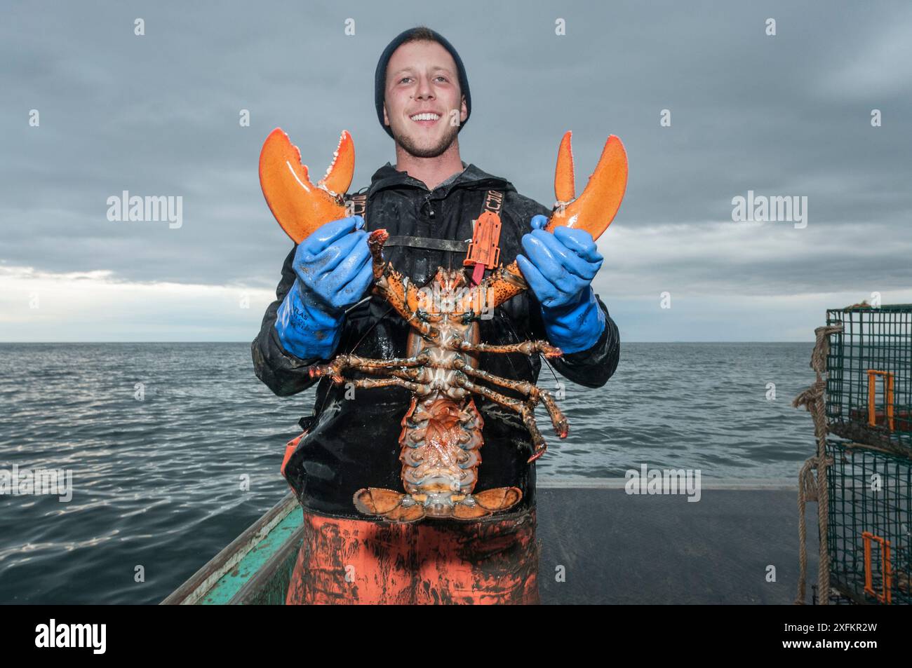 Lobsterman hält den amerikanischen Hummer (Homarus americanus) mit einem Gewicht von 9 Pfund hoch, er muss zurückgeworfen werden, da er über der maximalen Größe liegt, Yarmouth Maine, USA Oktober. Modell freigegeben. Stockfoto