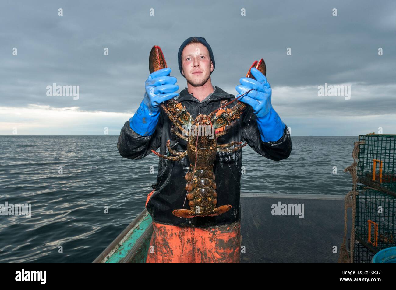 Lobsterman hält den amerikanischen Hummer (Homarus americanus) mit einem Gewicht von 9 Pfund hoch, er muss zurückgeworfen werden, da er über der maximalen Größe liegt, Yarmouth Maine, USA Oktober. Modell freigegeben. Stockfoto