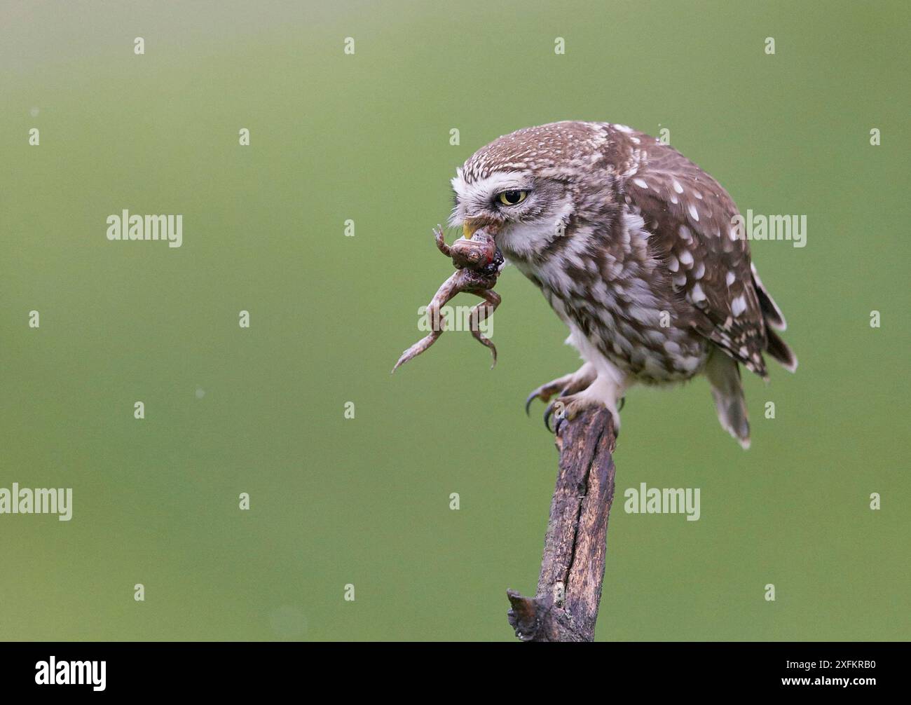 Eule (Athene noctua) mit Froschbeute im Schnabel, Ungarn, Mai. Stockfoto