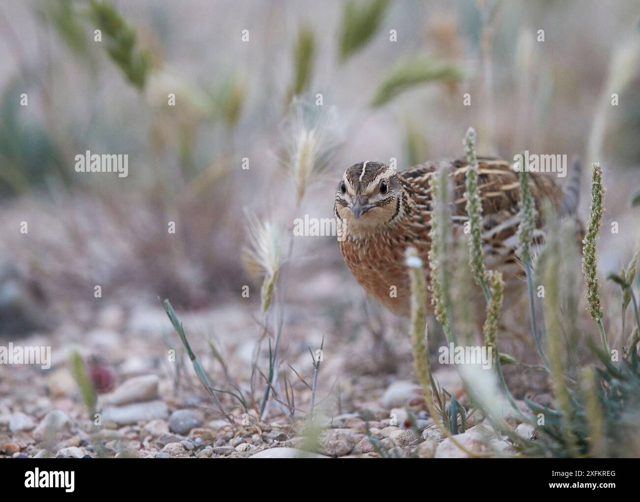 Wachteln (Coturnix coturnix) männlich im Gras, Spanien, Mai. Stockfoto