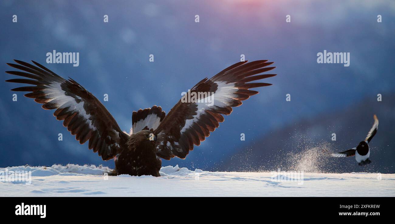 Goldenadler (Aquila chrysaetos) Junglandung im Schnee, interagierend mit einer Magpie (Pica pica), Norwegen, November. Stockfoto