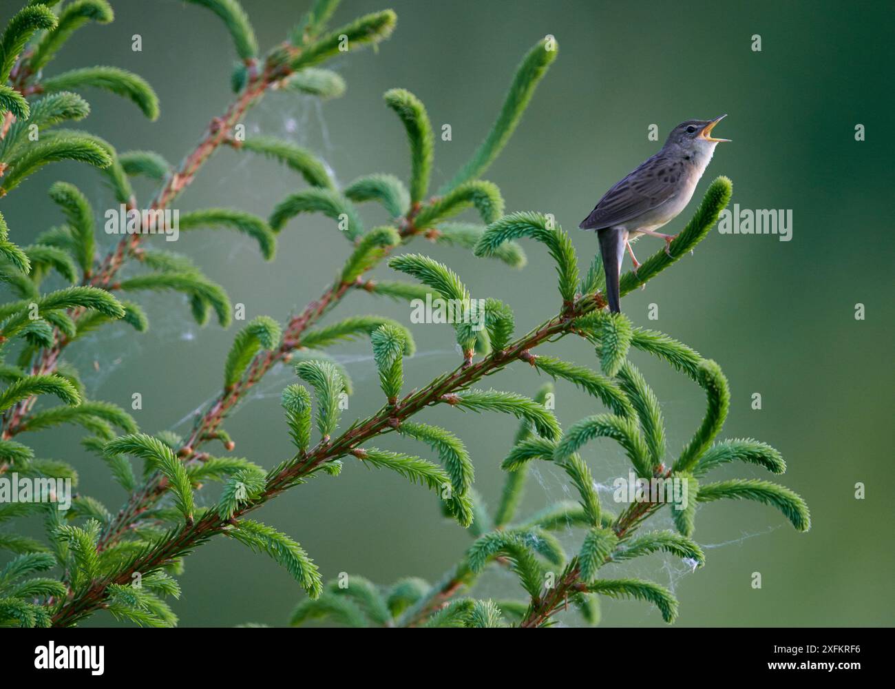 Grashüpfer Warbler (Locustella naevia) singen, Finnland, Mai. Nur kleine Repro. Stockfoto