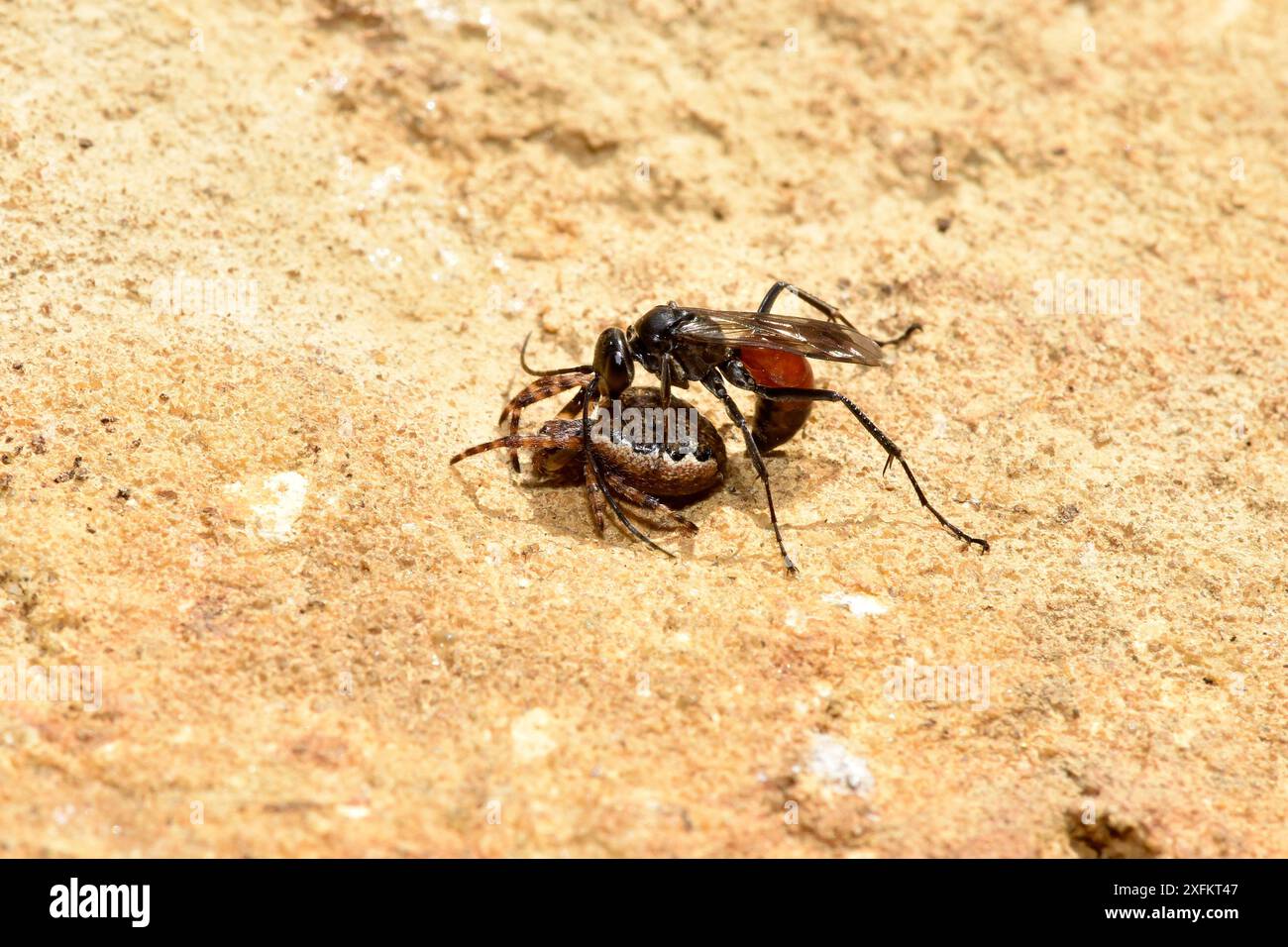 Pompiliden / Spinnenjagdwespe (Caliadurgus fasciatellus), die Spinnenbeute (Nuctenea umbratica), die sie in ihre Höhle zurückzieht, Oxfordshire, England, Großbritannien, September Stockfoto