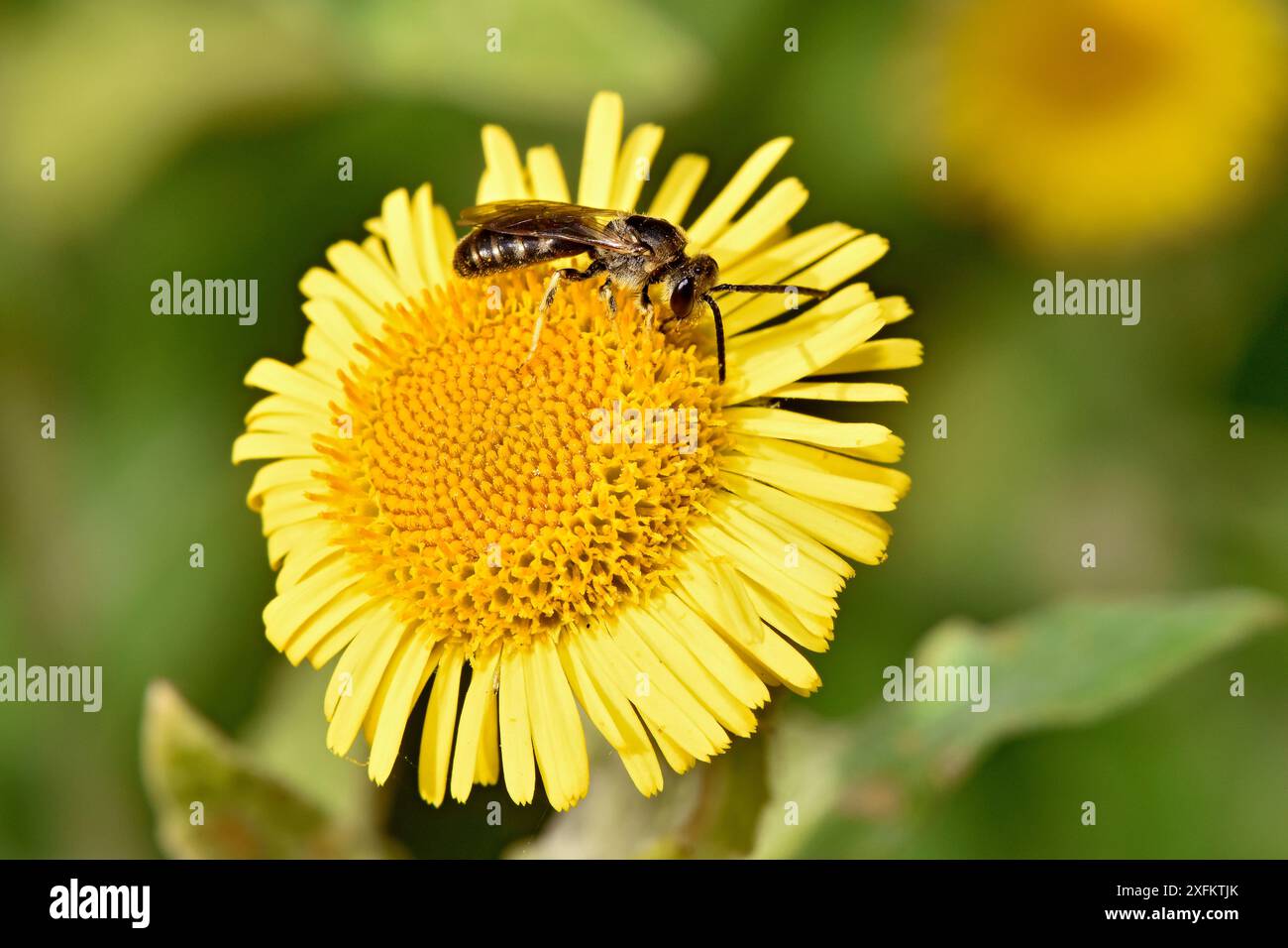 Furchenbiene (Lasioglossum calceatum), Weibchen, die Nektar von Common Fleabane, Oxfordshire, England, UK, August ernähren Stockfoto