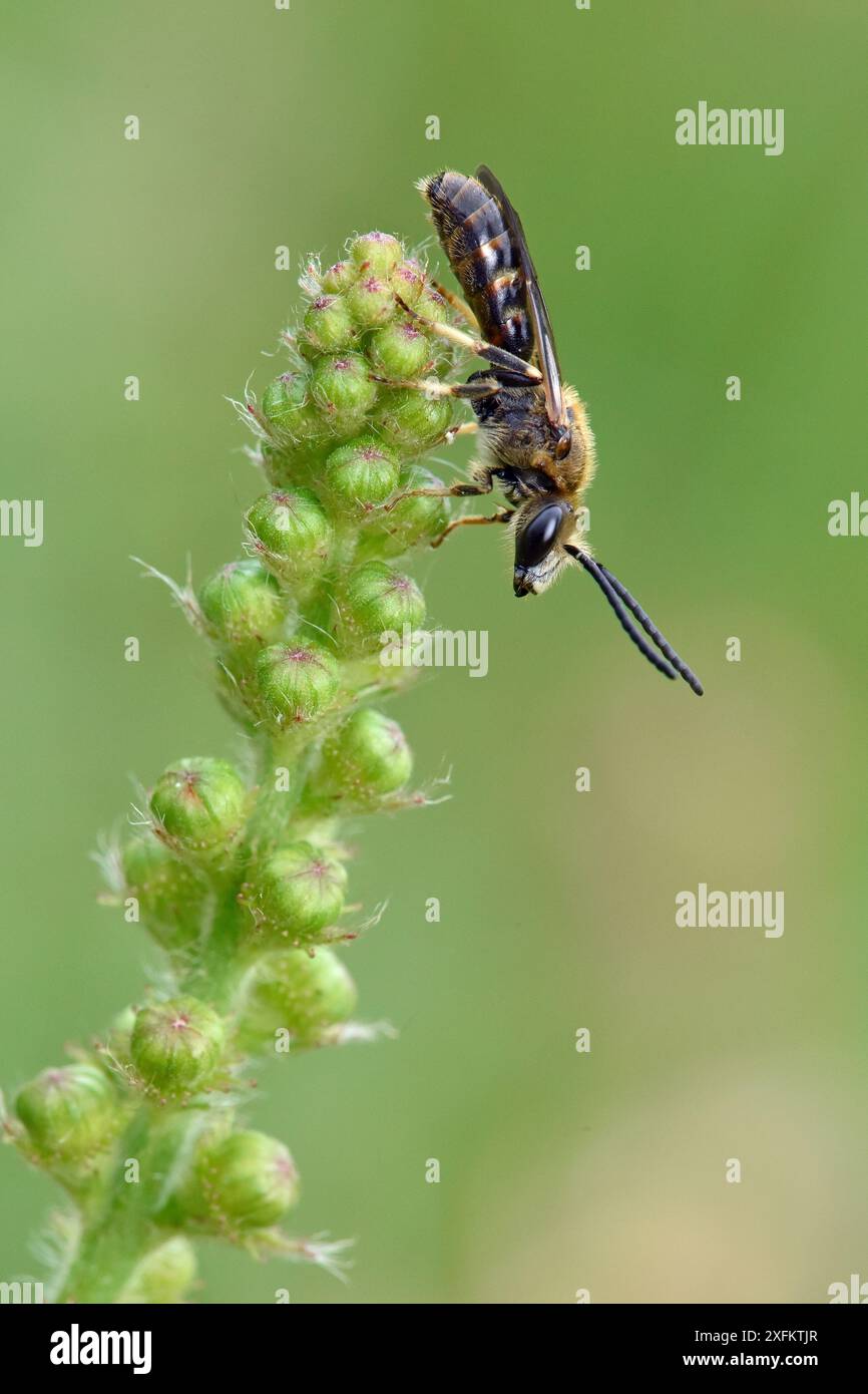 Lasioglossum Bee (Lasioglossum sp) Oxfordshire, Vereinigtes Königreich, Dezember. Stockfoto