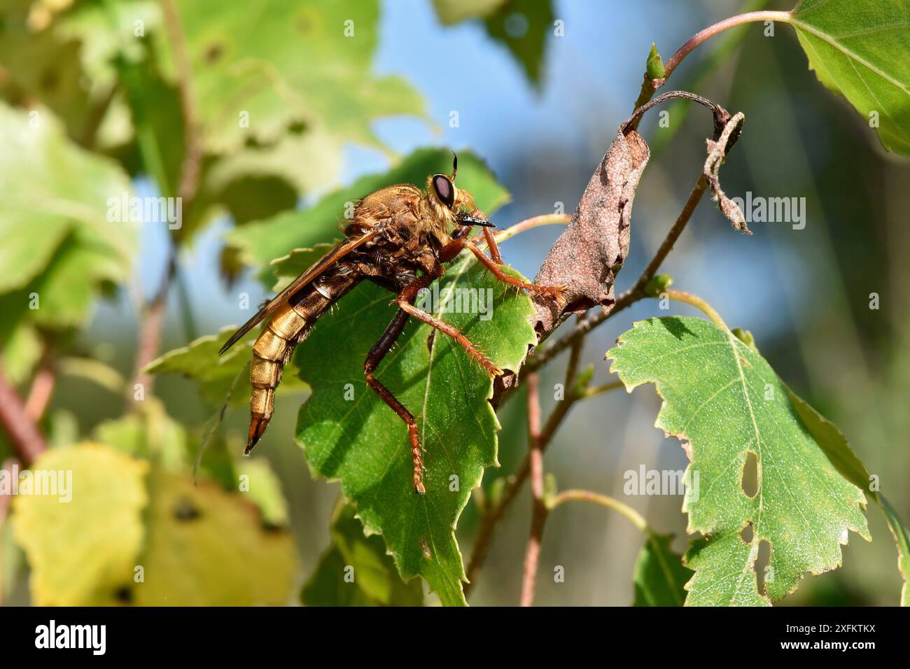 Hornet Robberfly (Asilus crabroniformis) in Silver Birch Tree, Surrey, England, UK, August - UK BAP Biodiversity Action Plan Species Stockfoto