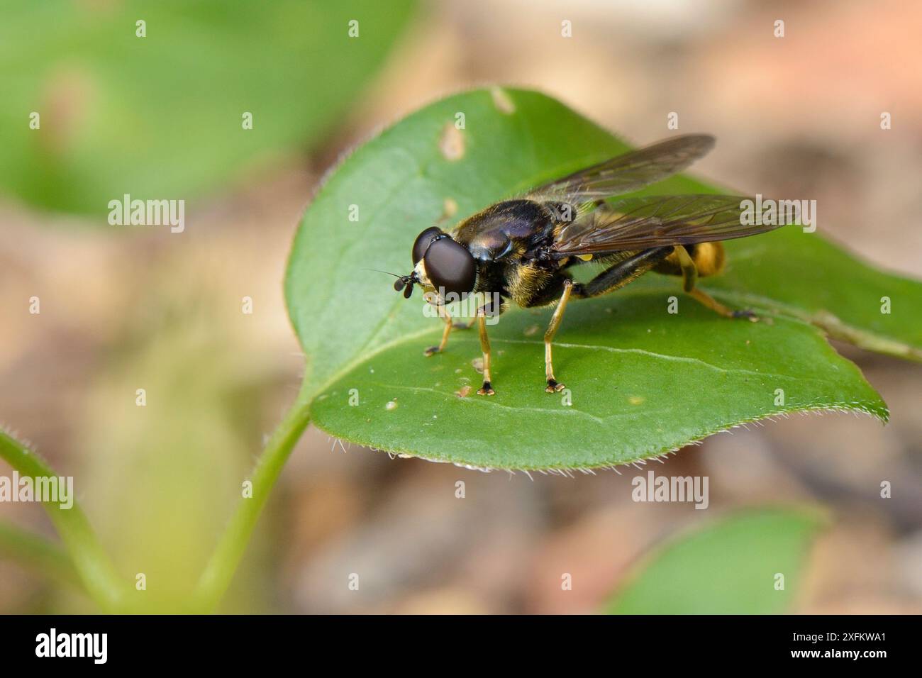 Hoverfly (Xylota sylvarum) eine Waldart, die in Großbritannien abnimmt und auf einem Blatt in einem Garten ruht, Wiltshire, Großbritannien, Juli. Stockfoto