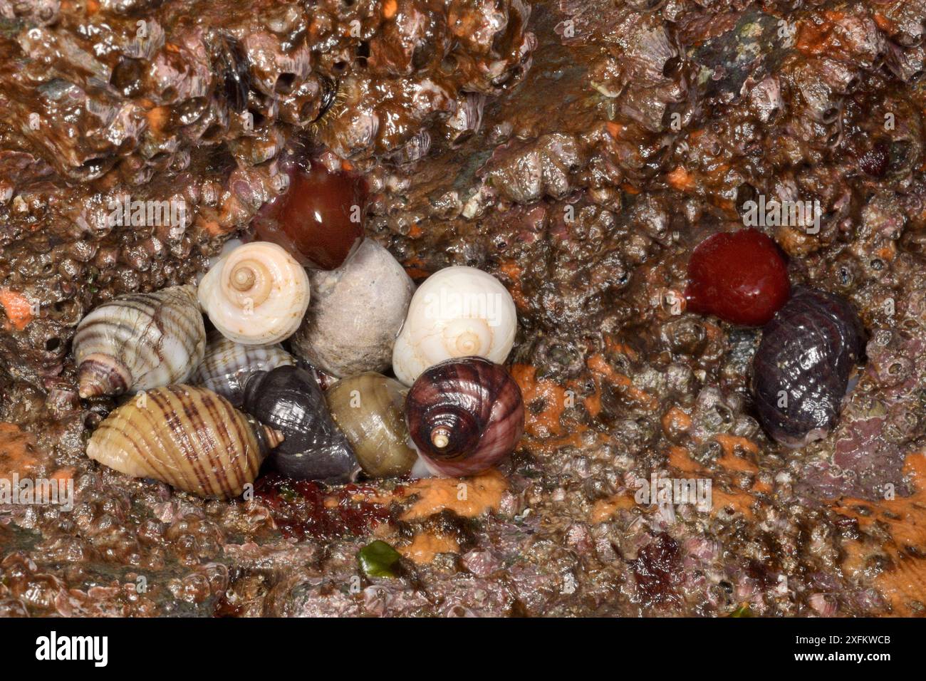 Gruppe von Welpen (Nucella lapillus) in einer intertidalen Felsspalte zwischen Acorn Barnacles (Balanus perforatus) und Beadlet Anemonen (Actinia equina), Cornwall, Großbritannien, April. Stockfoto