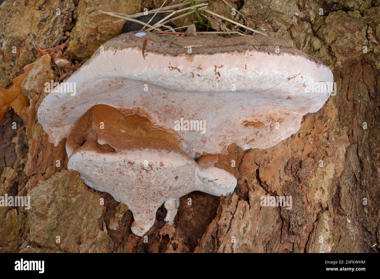 Südlicher Klappenpilz (Ganoderma australe) auf einem englischen Eichenstamm (Quercus robur) im Wald, GWT Lower Woods Reserve, Gloucestershire, Großbritannien, November. Stockfoto