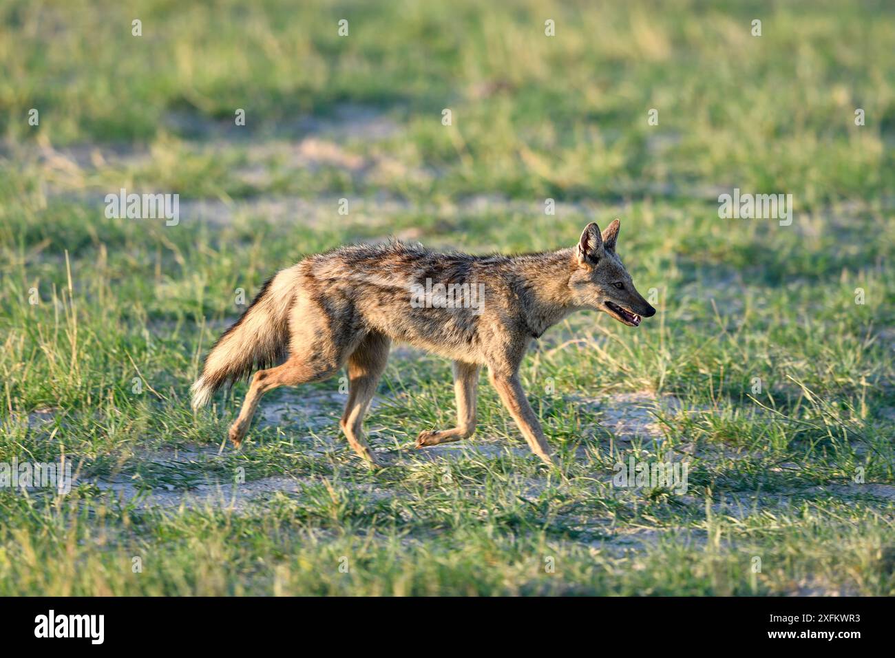 Seitlich gestreifter Schakal (Canis adustus), der über die Savanne im Hwange-Nationalpark in Simbabwe spaziert Stockfoto