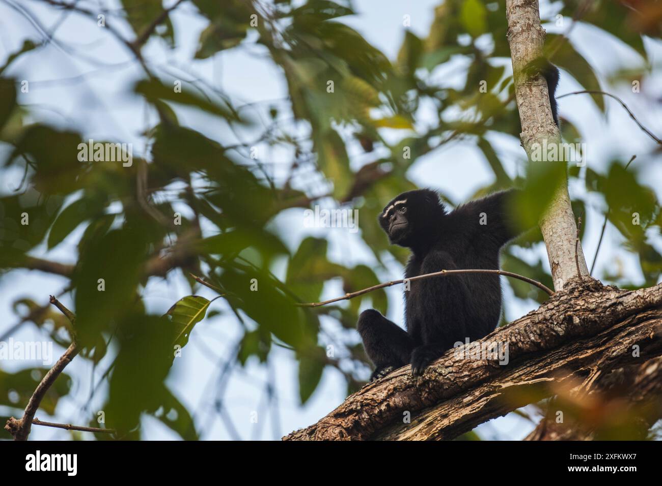 Westernhoolock Gibbon (Hoolock Hoolock) männlich in Baum, Assam, Indien. Stockfoto