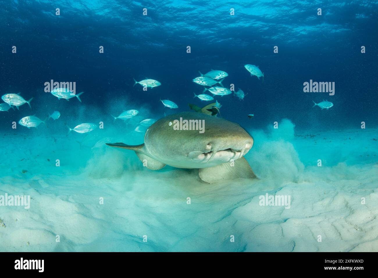 Ammenhai (Ginglymostoma cirratum) mit Brustflossen auf dem Meeresboden spazieren, mit Barjacks (Caranx rubus) in der Nähe, South Bimini, Bahamas. Das Bahamas National Shark Sanctuary, Westatlantischer Ozean. Stockfoto