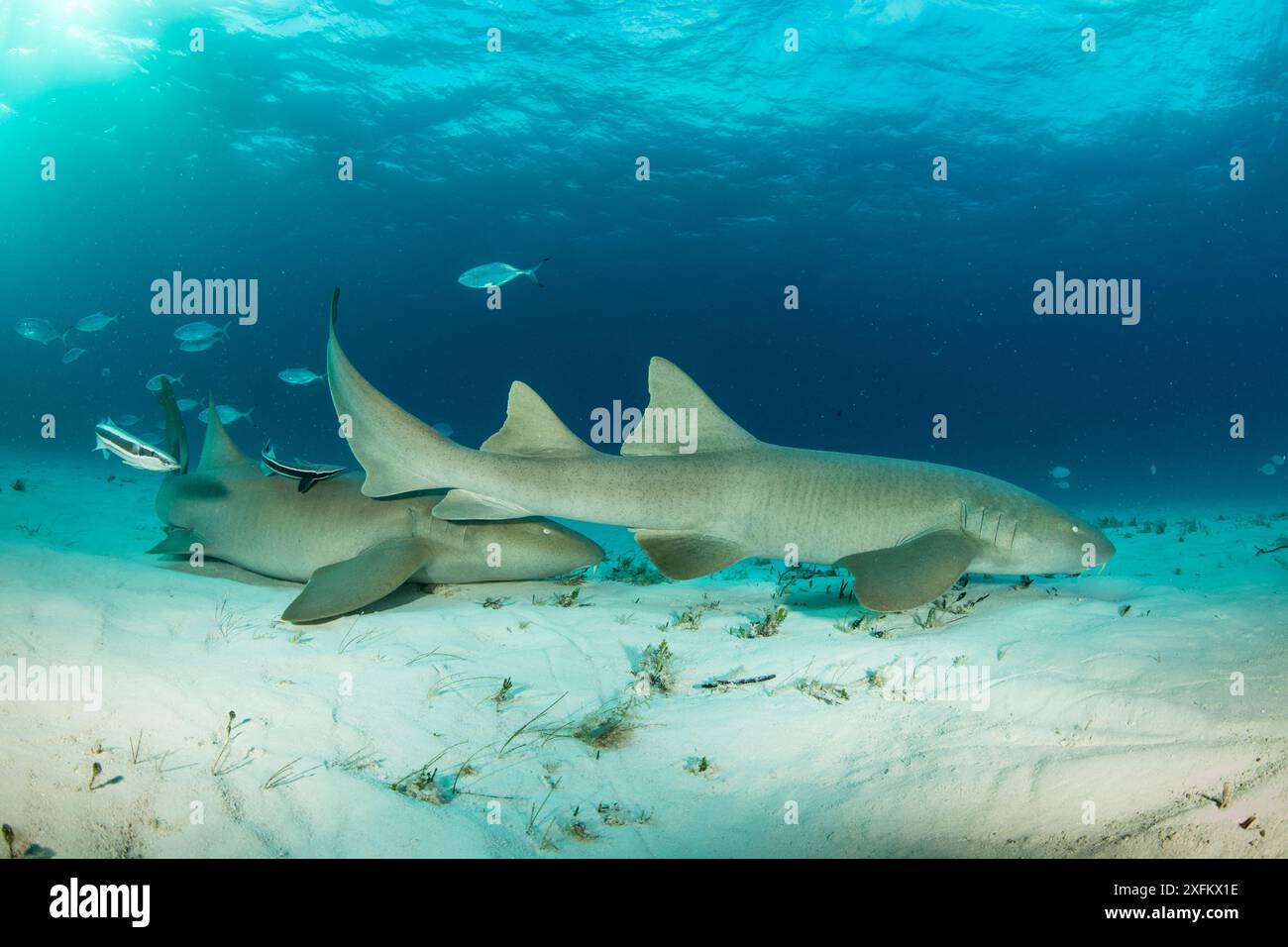 Ammenhaie (Ginglymostoma cirratum) auf einem sandigen Meeresboden mit Barjacks (Caranx ruber) und Remora-Fischen, South Bimini, Bahamas. Das Bahamas National Shark Sanctuary, Westatlantischer Ozean. Stockfoto