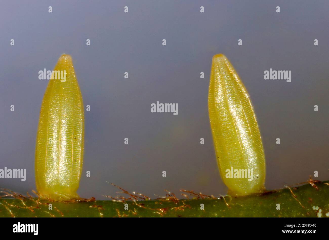 Schwefel-Schmetterling-Eier (Gonepteryx rhamni) auf Erlen-Sanddornblatt (Frangula alnus). Surrey, England, Großbritannien, Mai. Digital optimiert. Stockfoto