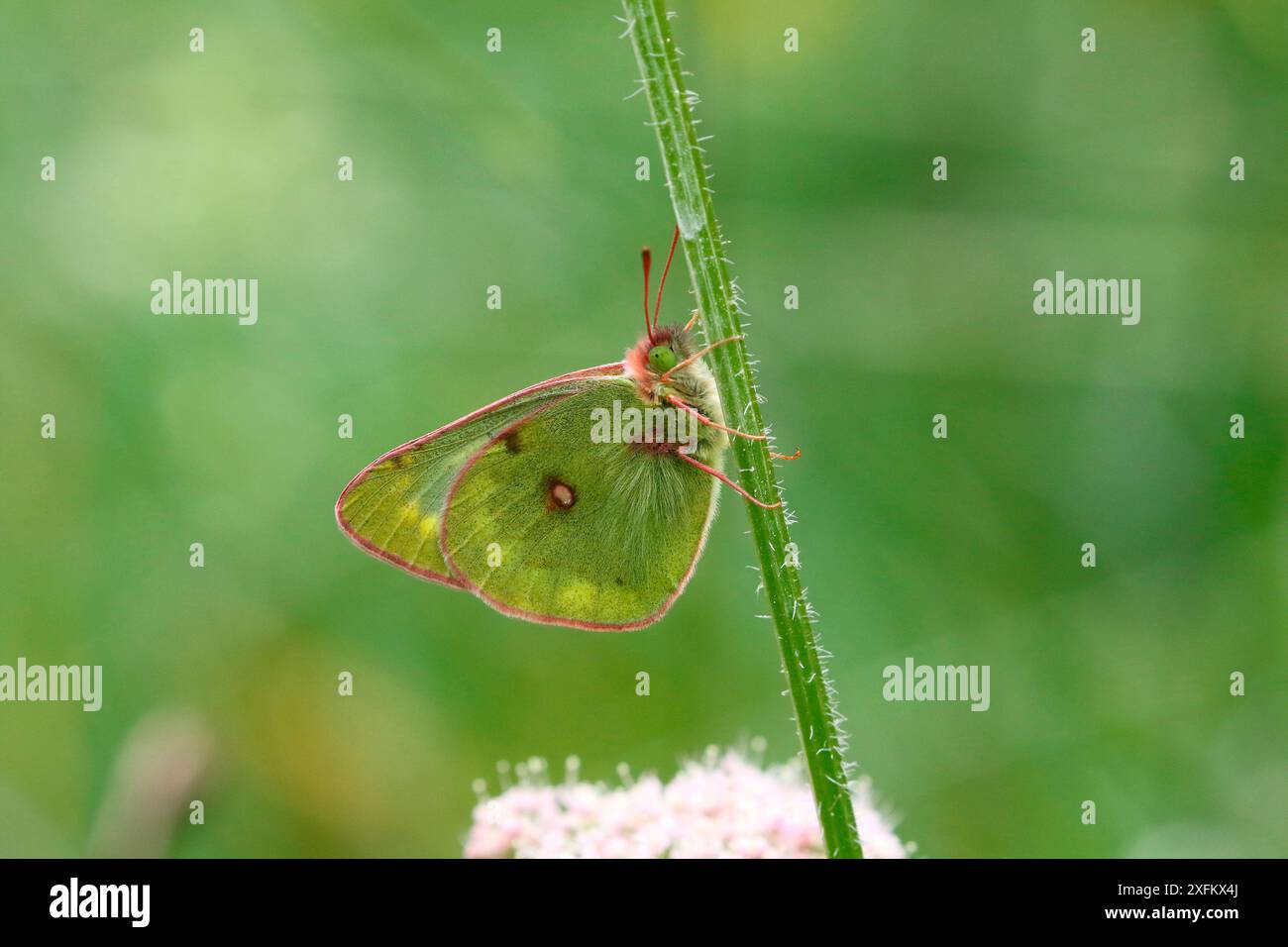 Blassgetrübter gelber Schmetterling (Colias hyale). Italien, Juli Stockfoto