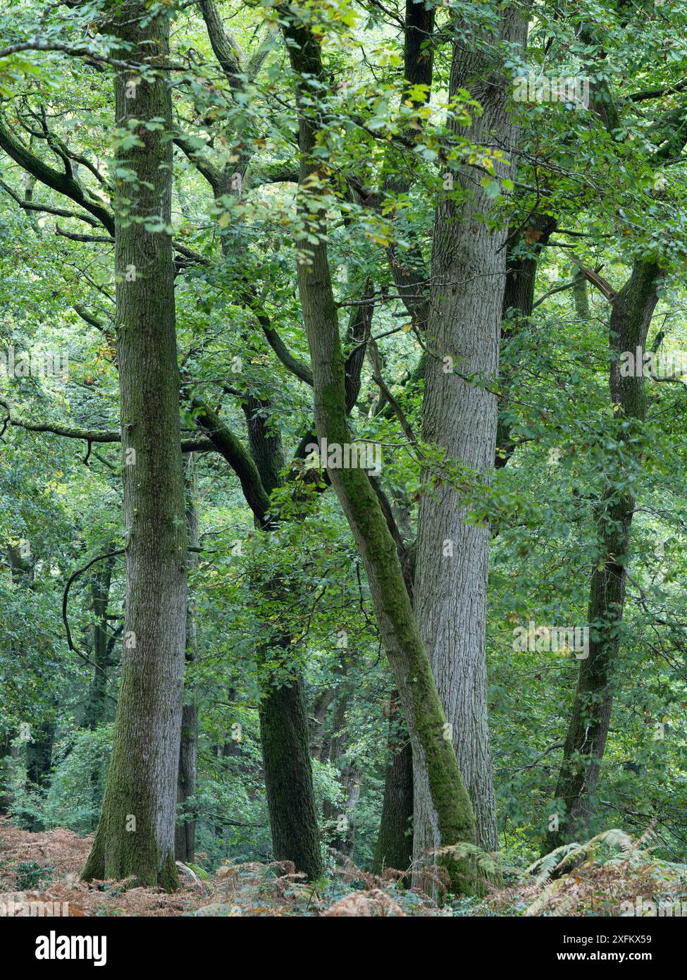 Mischwald in Mortimer Forest, Ludlow, Shropshire, Großbritannien Stockfoto