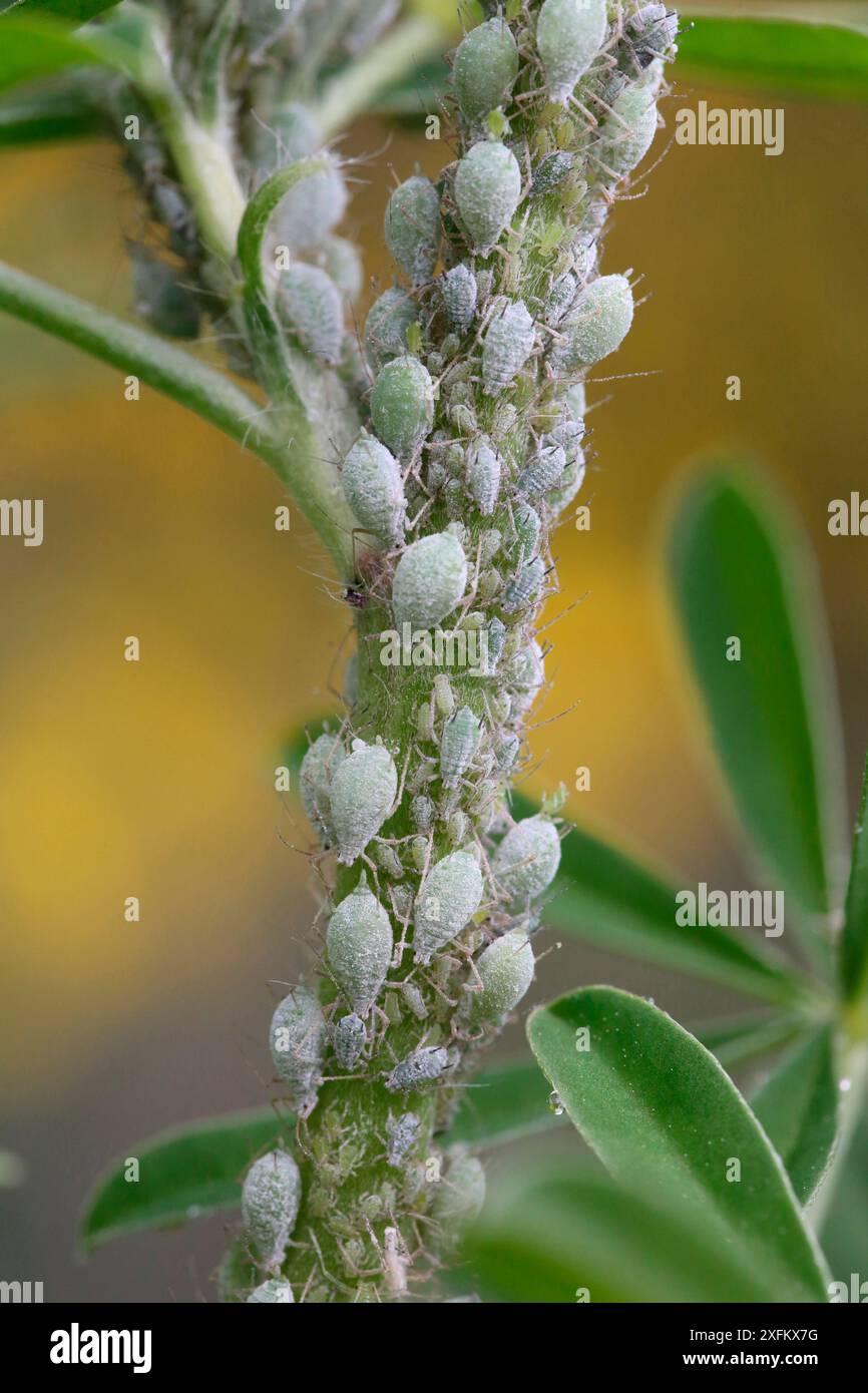 Lupinenblattlaus (Macrosiphum albifrons) auf Lupinenstiel, Surrey, England, UK, Mai. Stockfoto