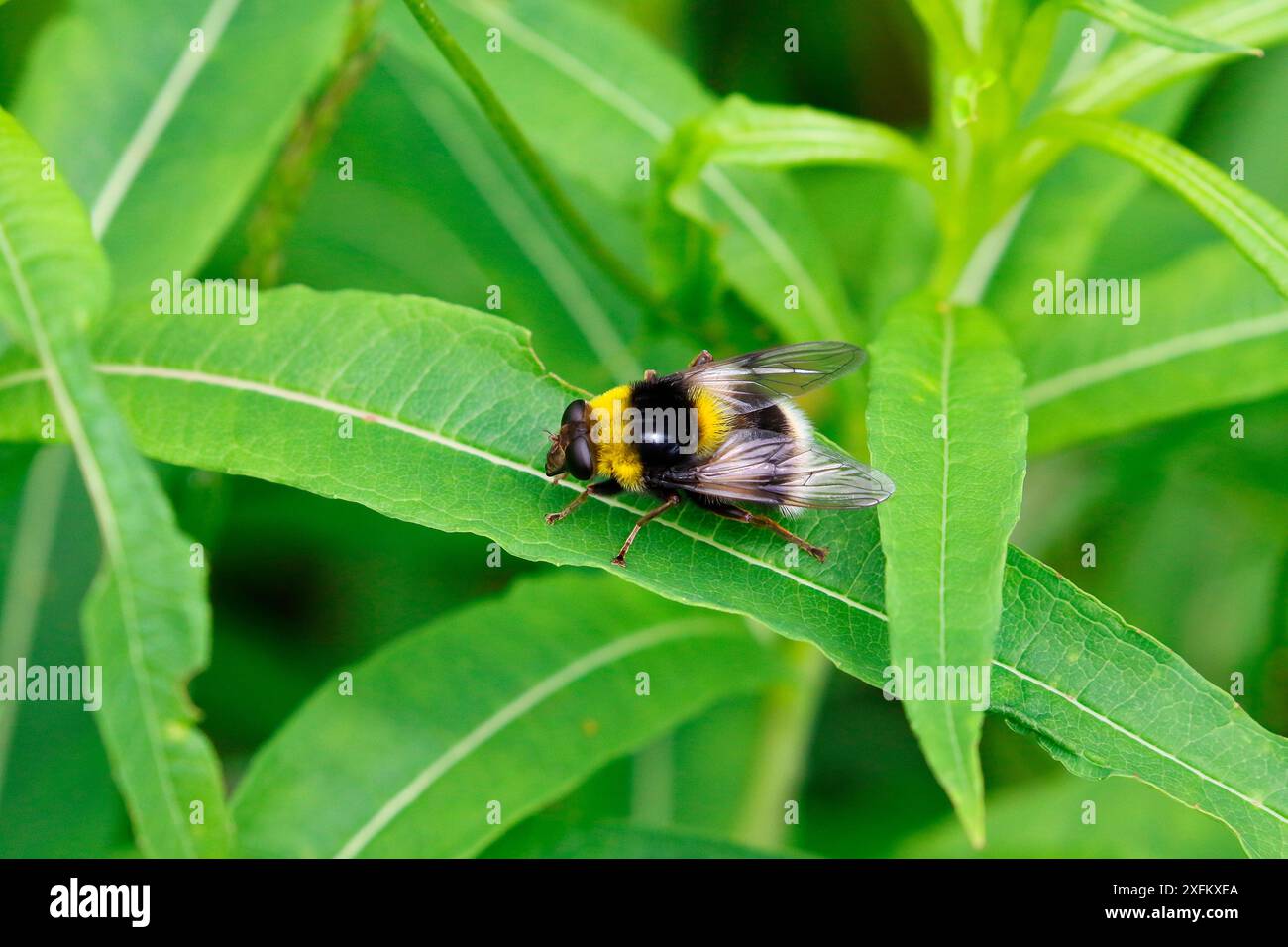 Schwingfliege (Volucella bombylans), Hummel-Mimik-Arten, Italien, Juli. Stockfoto