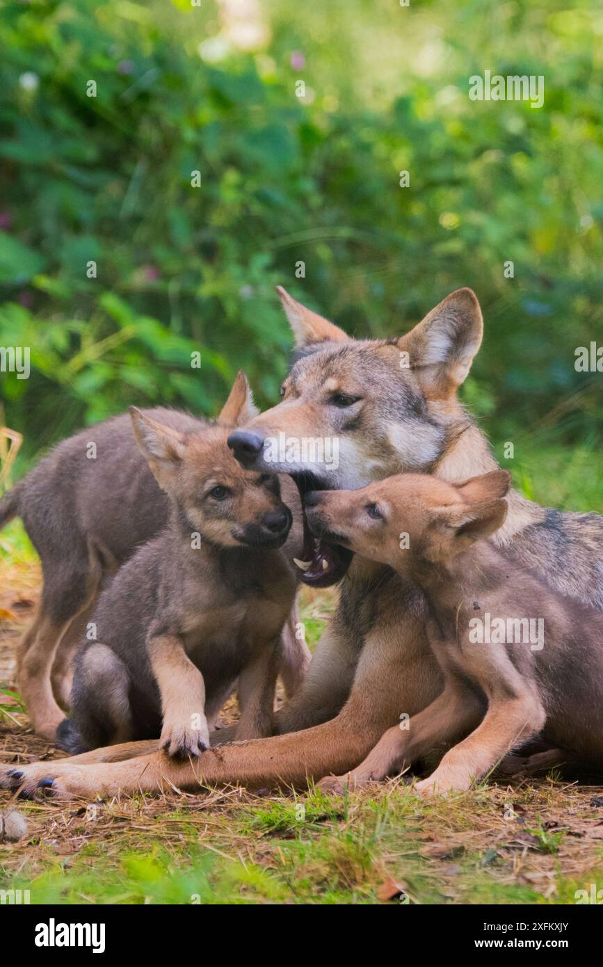 Grauer Wolf (Canis lupus) Mutter und zwei Monate alten Jungen, pups Betteln durch das Lecken der Mutter Mund, Captive Stockfoto