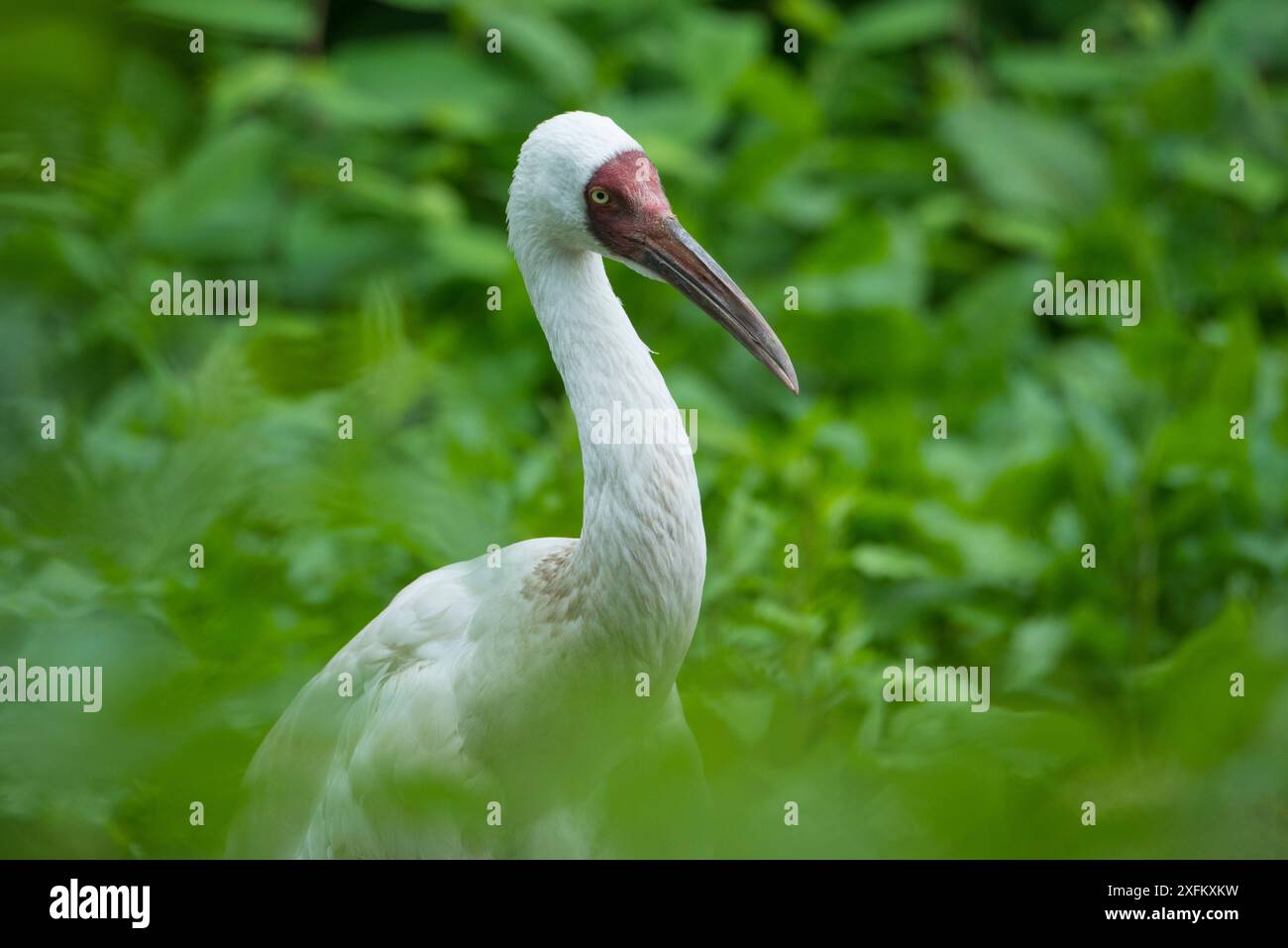 Sibirischen Kranich (Grus leucogeranus) kritisch bedrohte, Captive Stockfoto