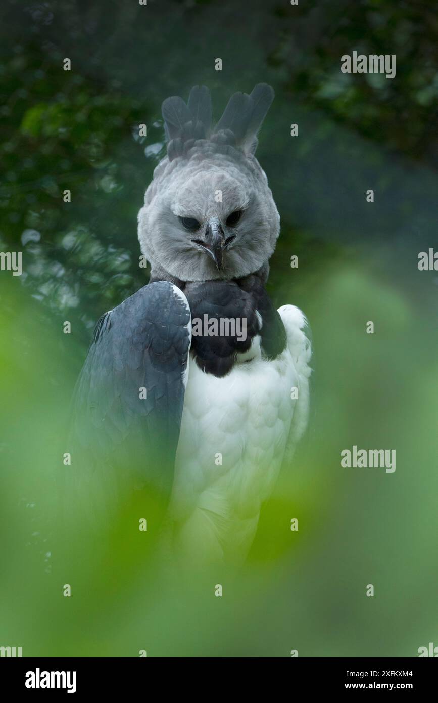 Harpyja (Harpia harpyja) aus Südamerika, in Gefangenschaft Stockfoto