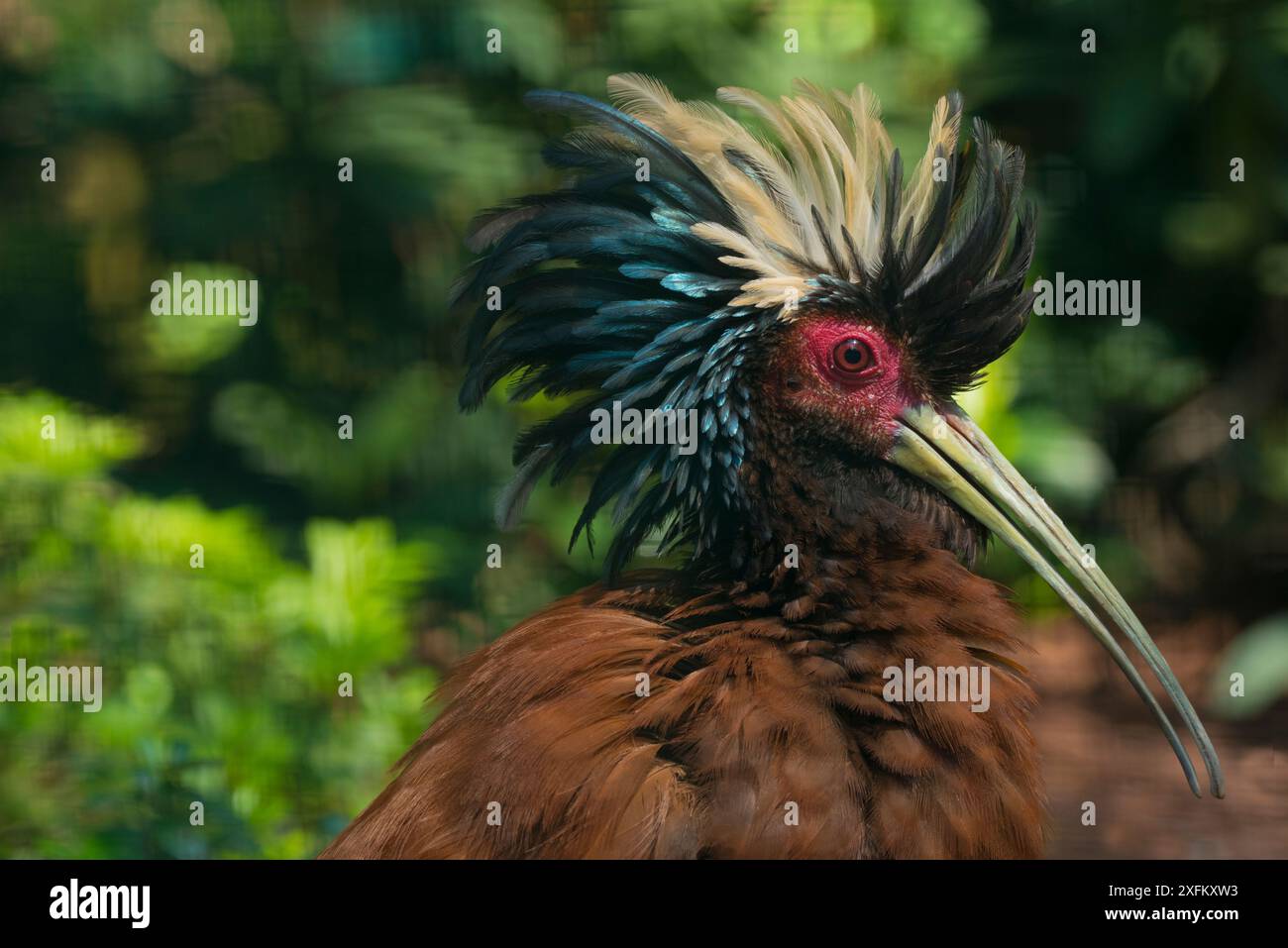 Madagaskar crested Holz ibis (Lophotibis cristata) putzen, endemisch auf trockenen Wald von Madagaskar, Captive Stockfoto